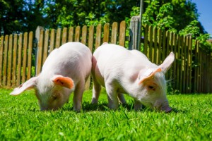 Zwei Ferkel wühlen im Gras