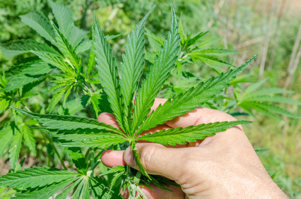 Interview: “Cannabis entkriminalisieren!”