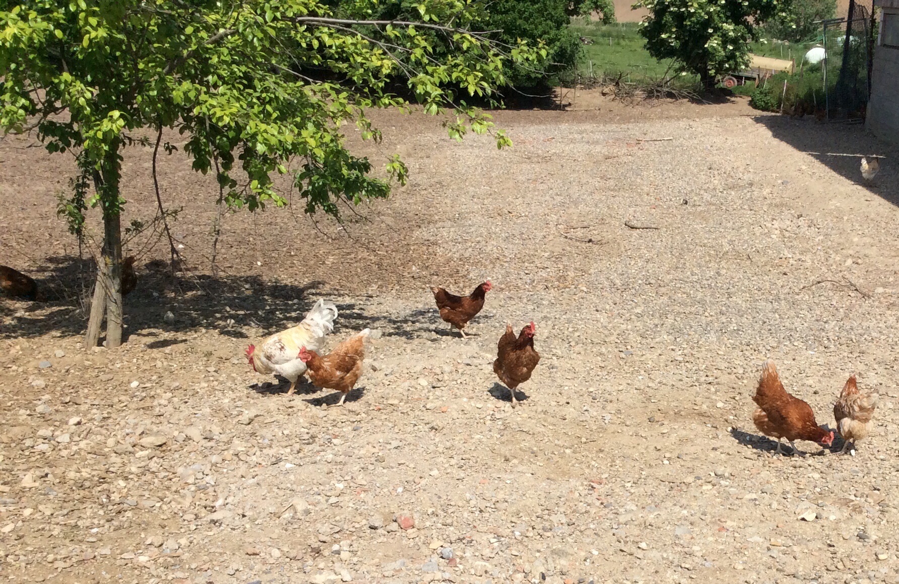Hühner 1