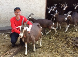Ziege