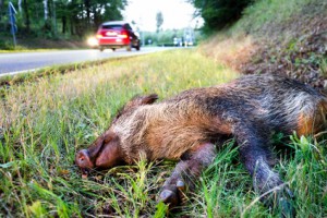 Wildunfall auf Landstrae