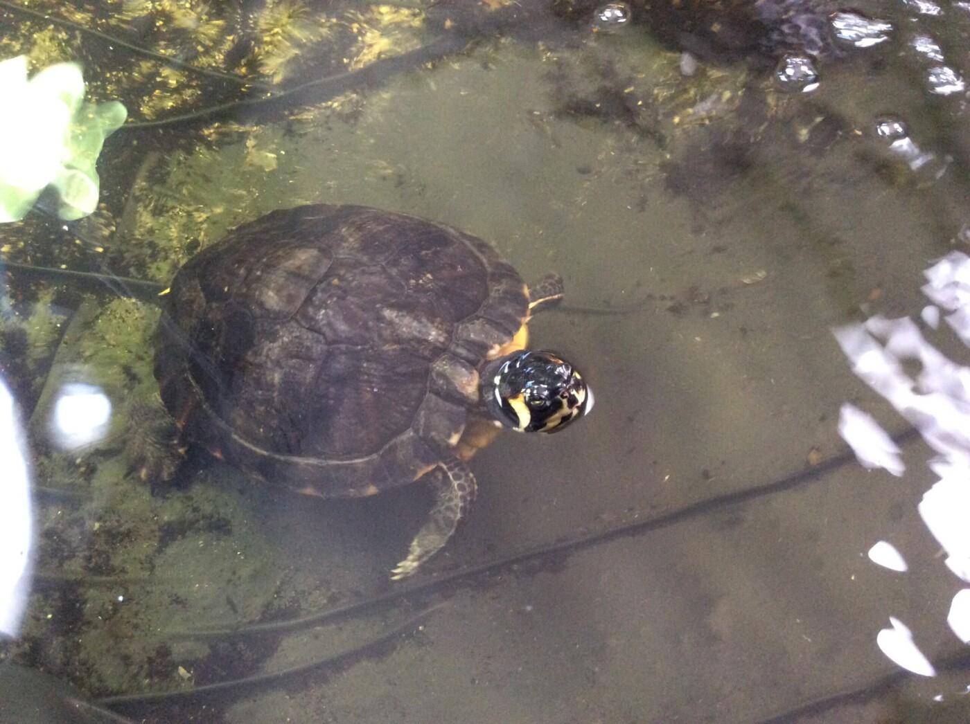 Tierschutz: Die kleinen Grünen sind äußerst aktiv, die große Koalition schläft