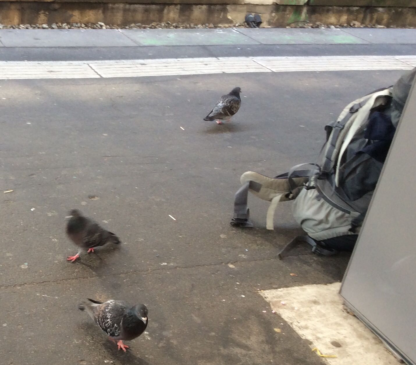 Tierschutz: Von Tauben an Bahnhöfen und Mastkaninchen