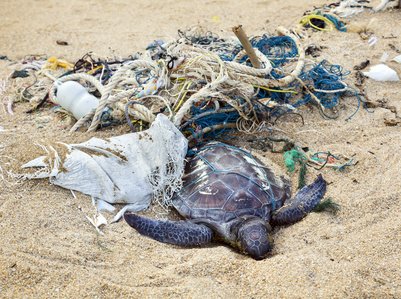 Von Todesfallen durch Geisternetze in den Meeren und Schildkröten in der Tierauffangstation