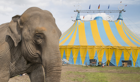 elephant outside circus waiting to perform