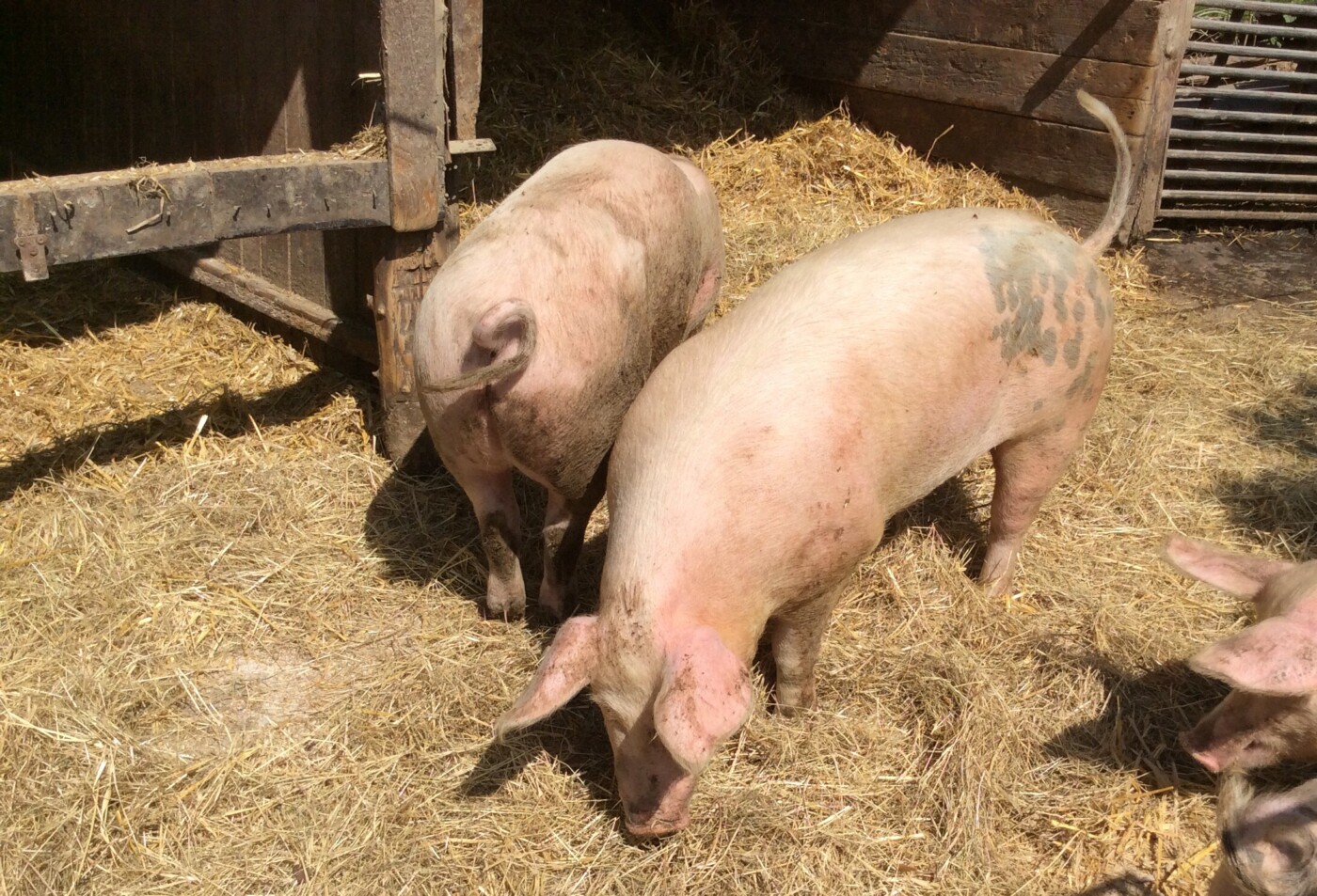 Tierschutz bei der Nutztierhaltung und ‑schlachtung