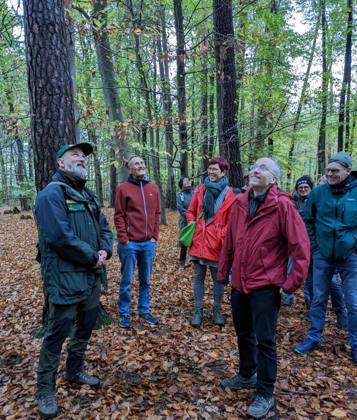 Dürre, Erwärmung und Schädlinge: Der Wald im Stress