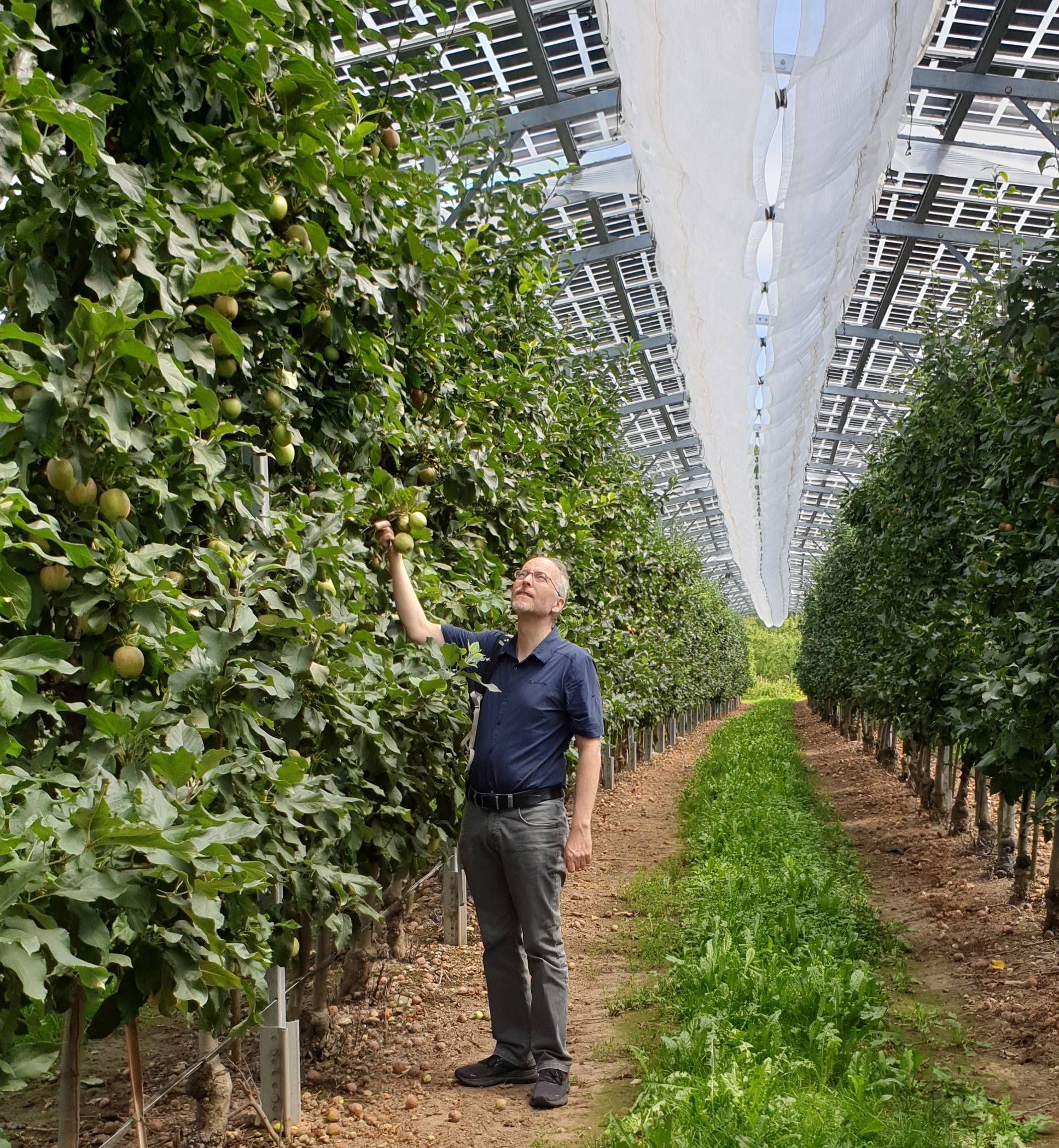 Solarstrom von Obstplantage