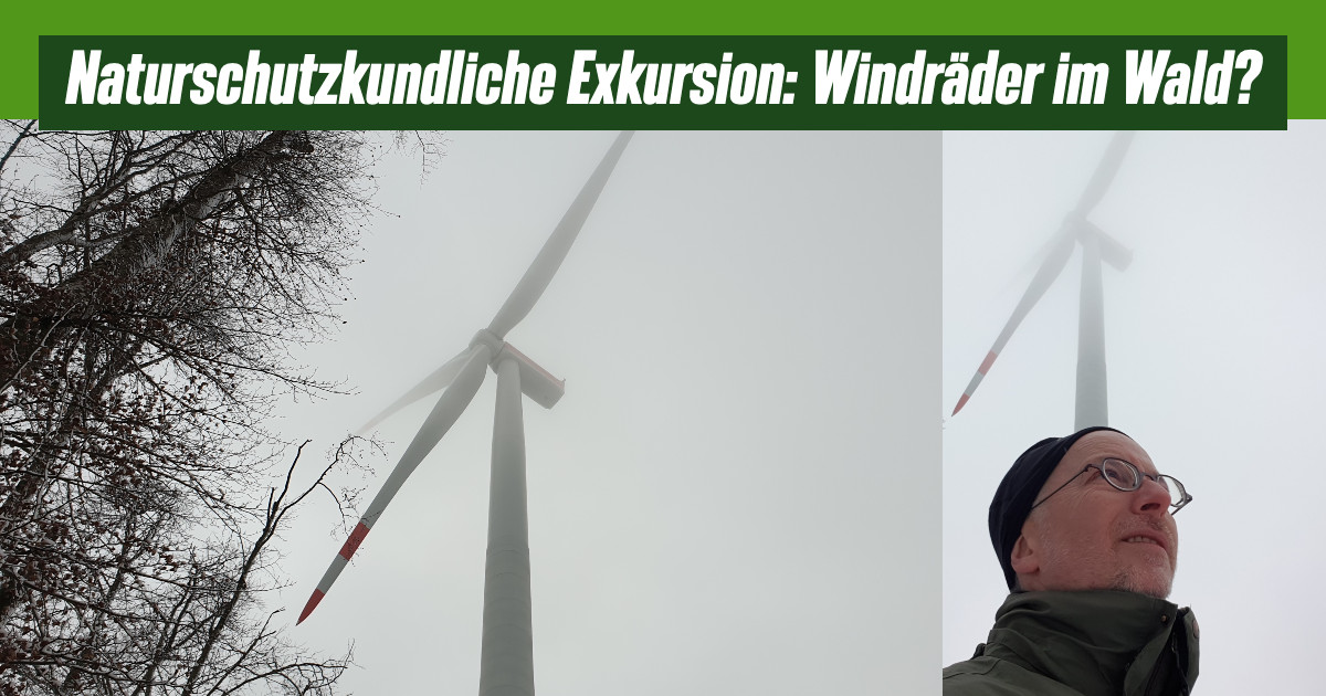 Windkraft im Wald vs. Naturschutz