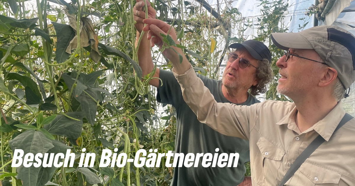 In Bio-Gärtnereien für Gemüse und Schnittblumen